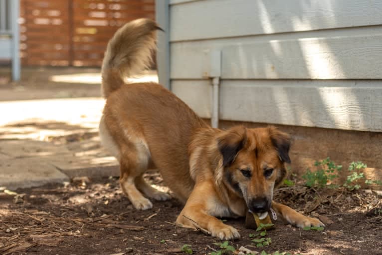 Journey, a Chinese Village Dog tested with EmbarkVet.com
