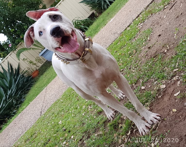 Zeus, an American Pit Bull Terrier and Australian Cattle Dog mix tested with EmbarkVet.com