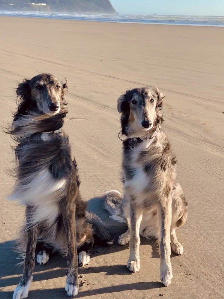 Pocus, a Silken Windhound tested with EmbarkVet.com