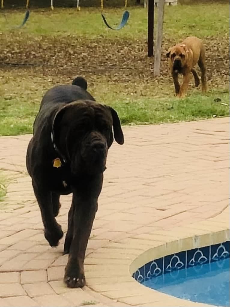 Cade, a Cane Corso tested with EmbarkVet.com