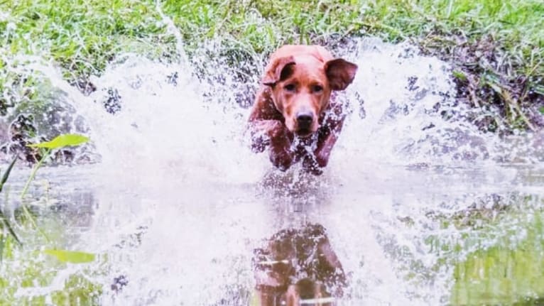 Aries, a Labrador Retriever tested with EmbarkVet.com