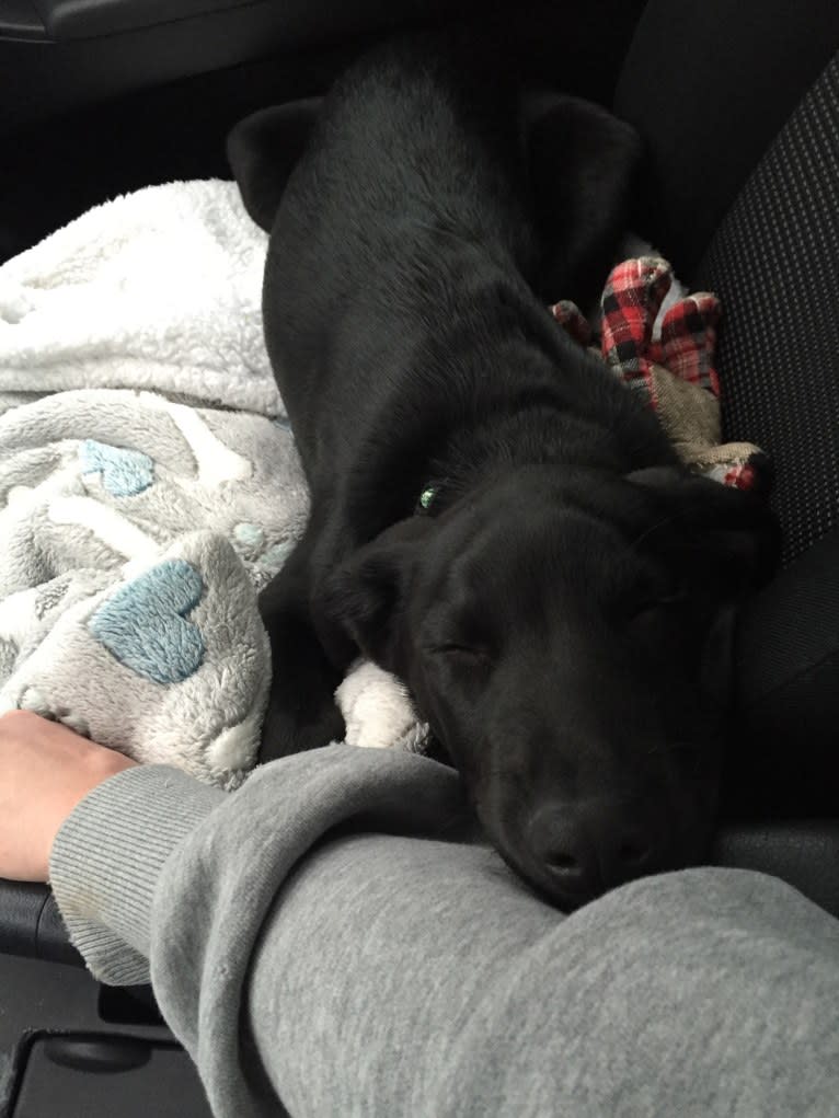 Charlie, an Australian Cattle Dog and Labrador Retriever mix tested with EmbarkVet.com