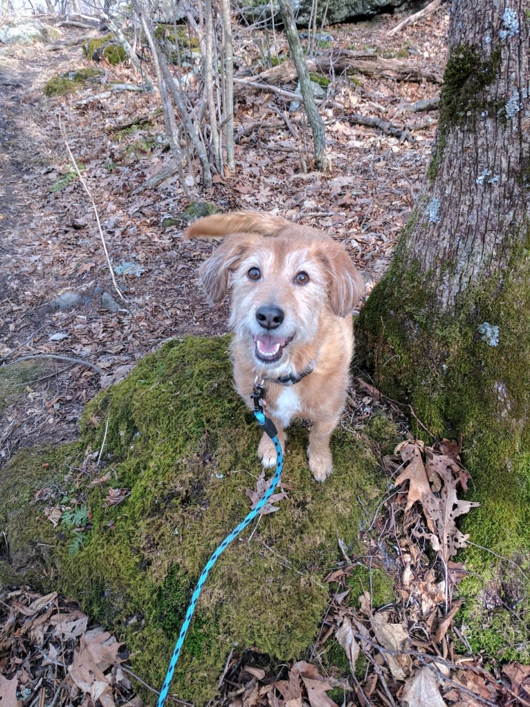 Rosie, a Basset Hound and Poodle (Small) mix tested with EmbarkVet.com