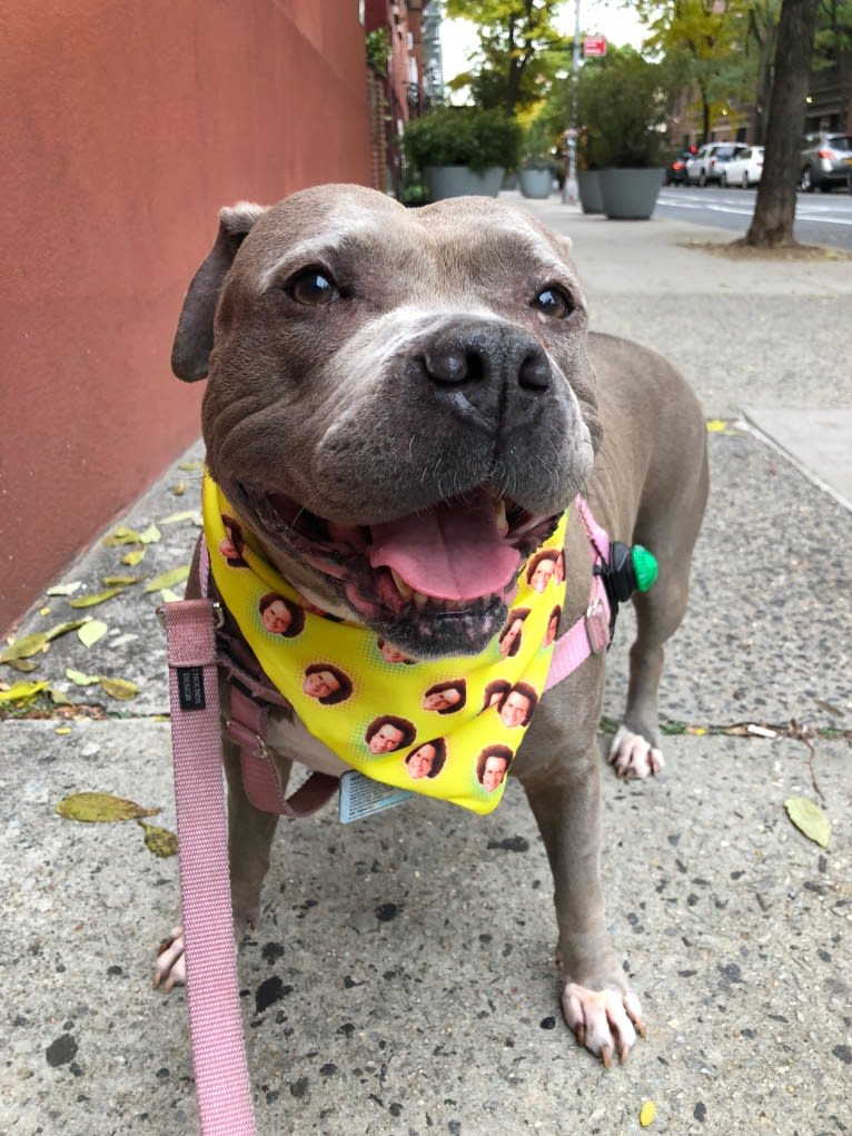 Stevie Nicks, an American Staffordshire Terrier tested with EmbarkVet.com