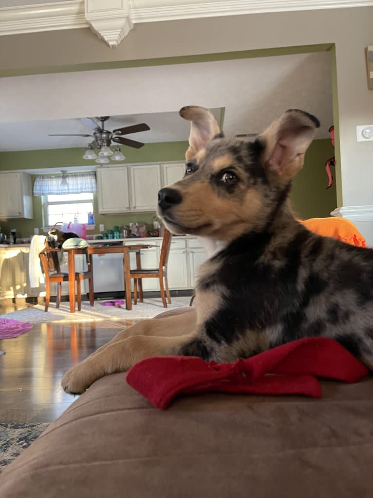 Cosmo, a Siberian Husky and German Shepherd Dog mix tested with EmbarkVet.com