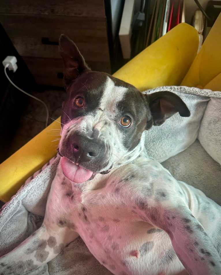 Rita, an American Bully and American Pit Bull Terrier mix tested with EmbarkVet.com