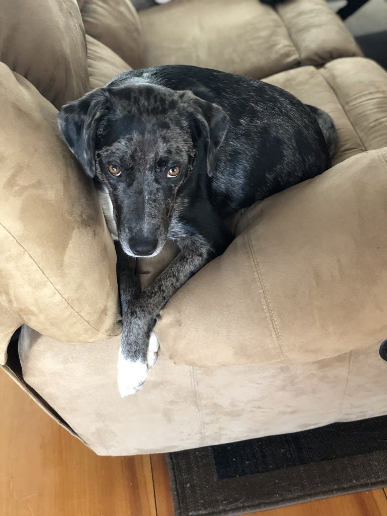 Daisy, a Labrador Retriever and Australian Shepherd mix tested with EmbarkVet.com