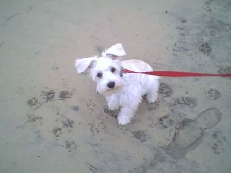 Sailor, a Miniature Schnauzer tested with EmbarkVet.com