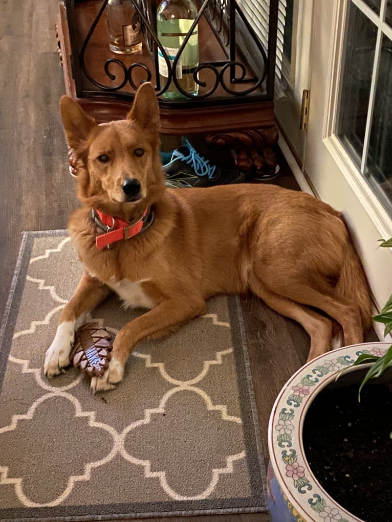 Buddy, a Siberian Husky and Golden Retriever mix tested with EmbarkVet.com