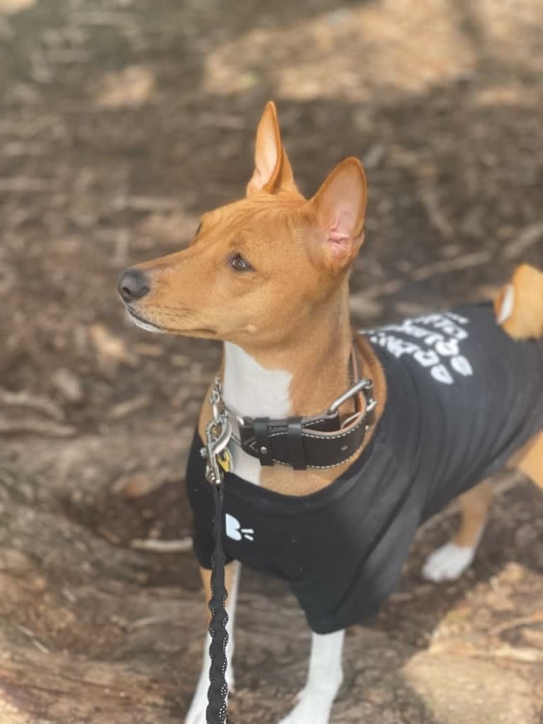 Rami, a Basenji tested with EmbarkVet.com