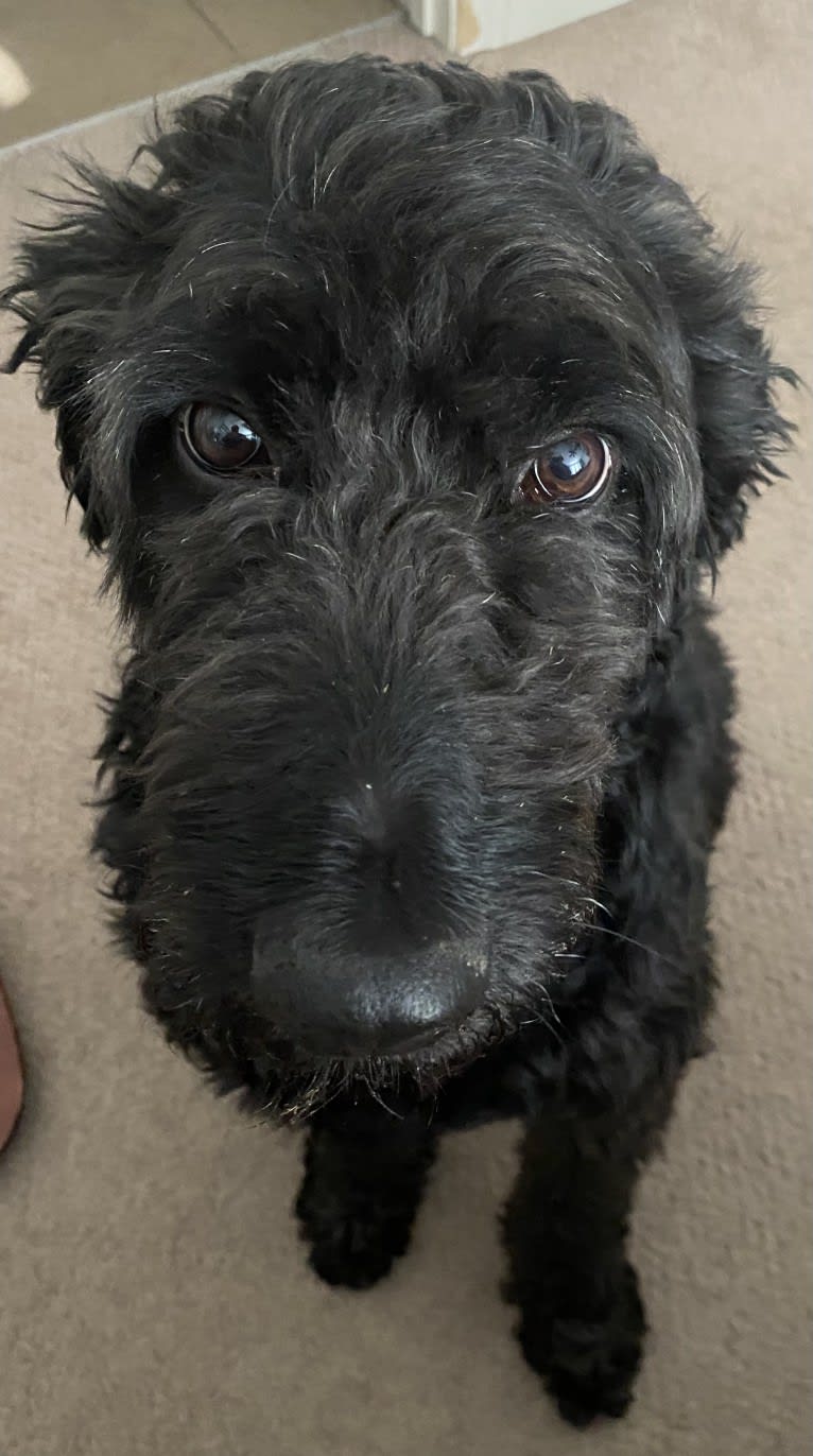 Beau, a Goldendoodle tested with EmbarkVet.com