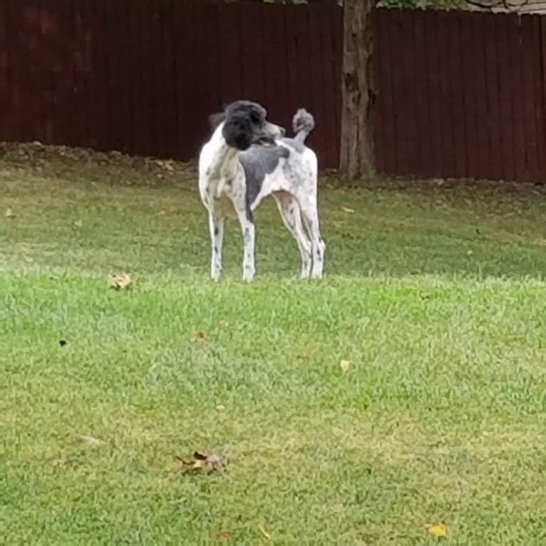 Chyna, a Poodle (Standard) tested with EmbarkVet.com