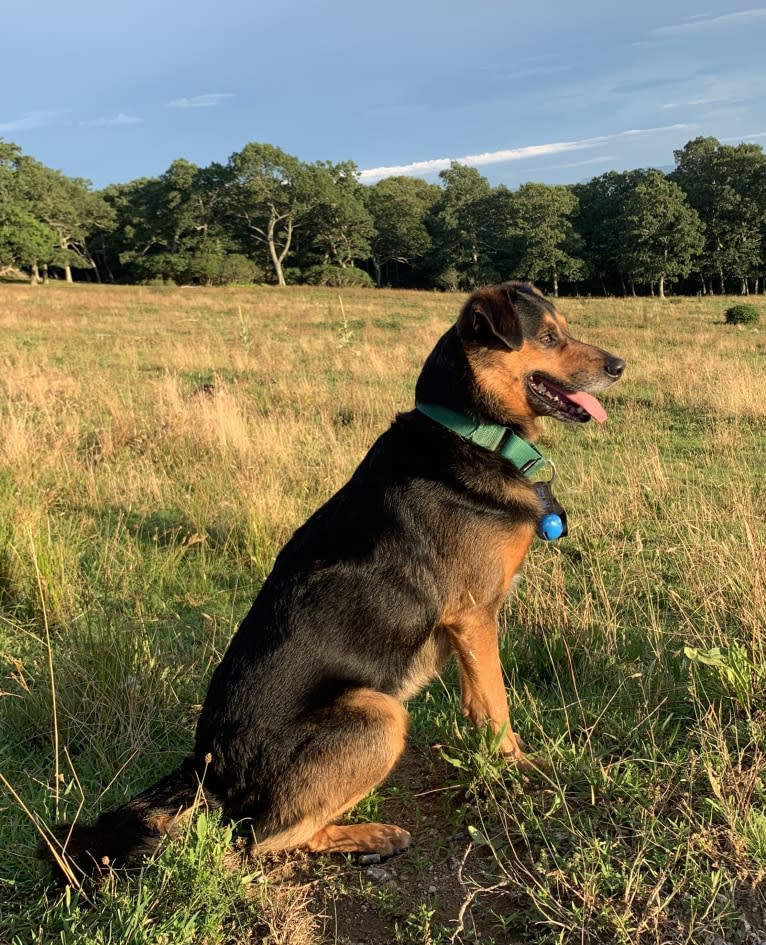 Scout, a Miniature/MAS-type Australian Shepherd and American Foxhound mix tested with EmbarkVet.com