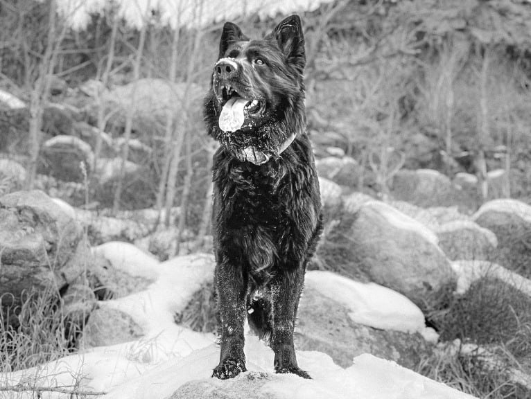 Valor Vom Hof Grebe, a German Shepherd Dog tested with EmbarkVet.com