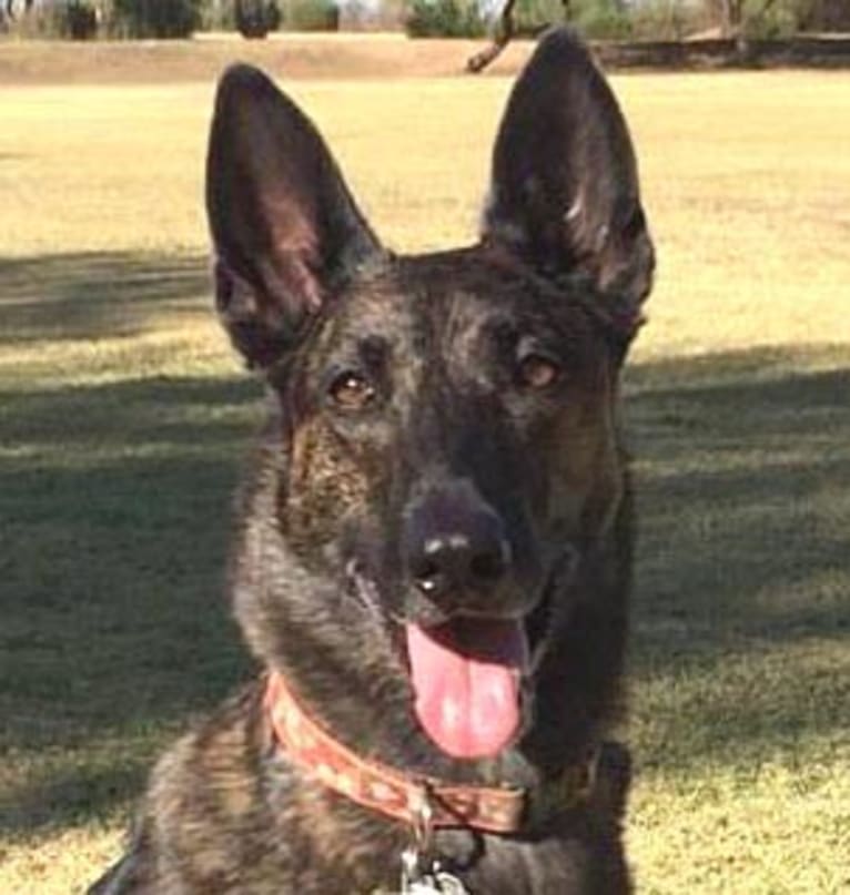 Idna, a Dutch Shepherd tested with EmbarkVet.com