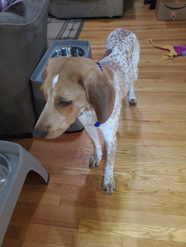 Hank, an American English Coonhound tested with EmbarkVet.com