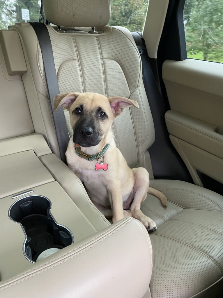 Coney, a Great Pyrenees and American Pit Bull Terrier mix tested with EmbarkVet.com