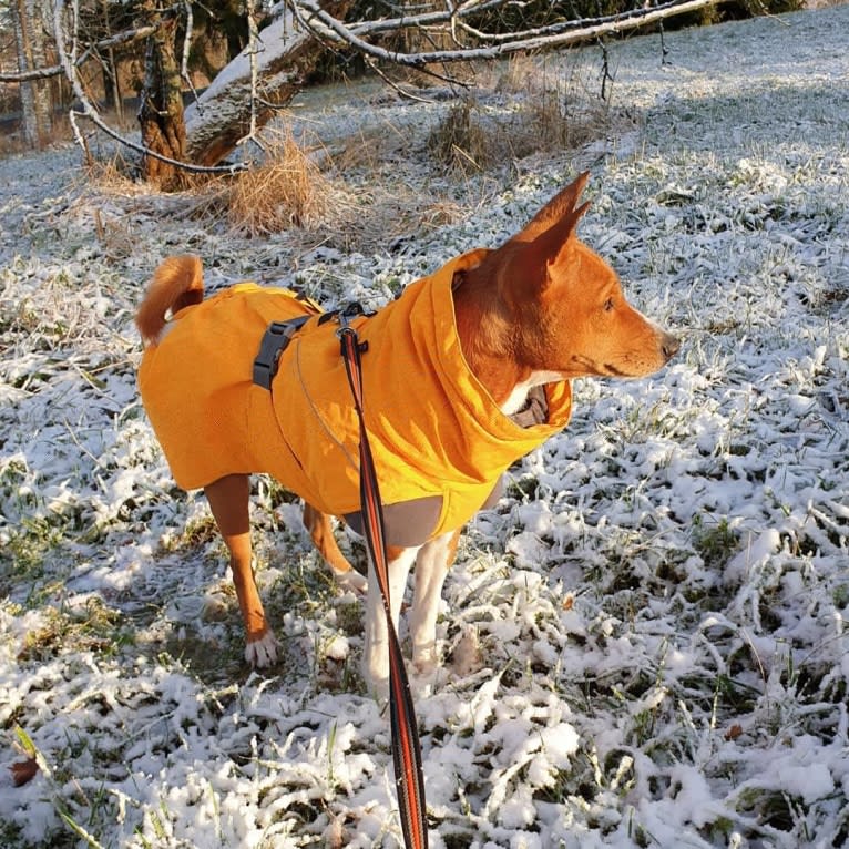 Kokko, a Basenji tested with EmbarkVet.com