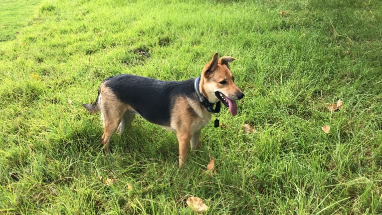 Shainee, a German Shepherd Dog and Australian Cattle Dog mix tested with EmbarkVet.com