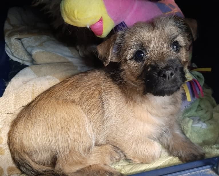 DANCER, a Cairn Terrier tested with EmbarkVet.com