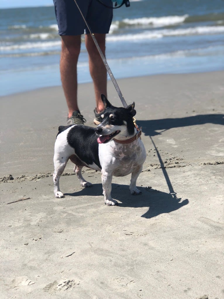 Sweet Pea, a Teddy Roosevelt Terrier tested with EmbarkVet.com