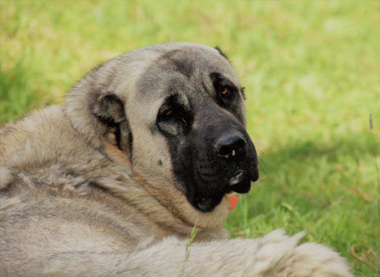 Honor, an Anatolian Shepherd Dog tested with EmbarkVet.com
