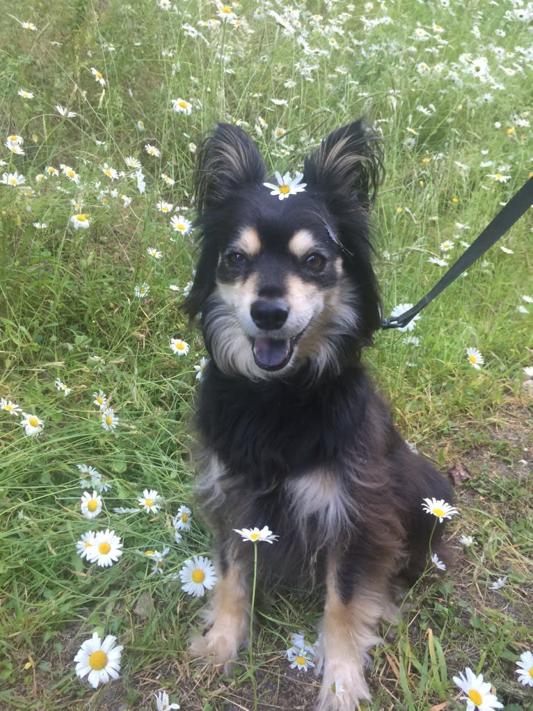 Juneau, a Chihuahua and Mixed mix tested with EmbarkVet.com