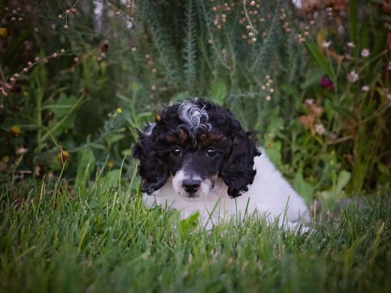 Gypsy, a Poodle tested with EmbarkVet.com