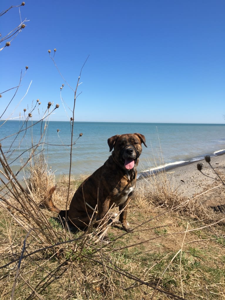 Bear, a Rottweiler and American Pit Bull Terrier mix tested with EmbarkVet.com