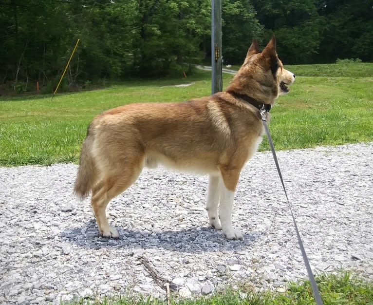 Kai, a Shetland Sheepdog and Siberian Husky mix tested with EmbarkVet.com