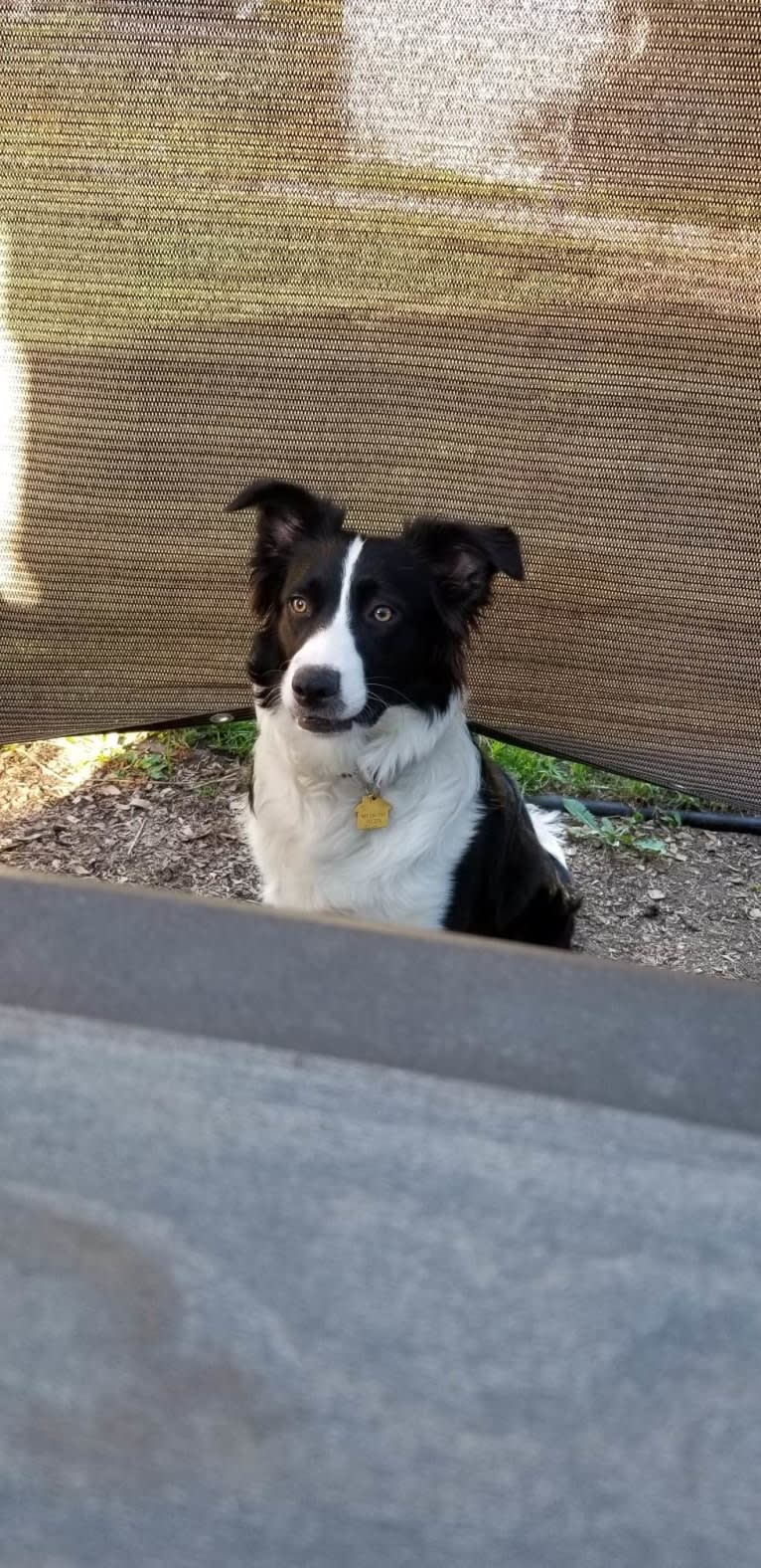 Willow, an Australian Shepherd and Border Collie mix tested with EmbarkVet.com