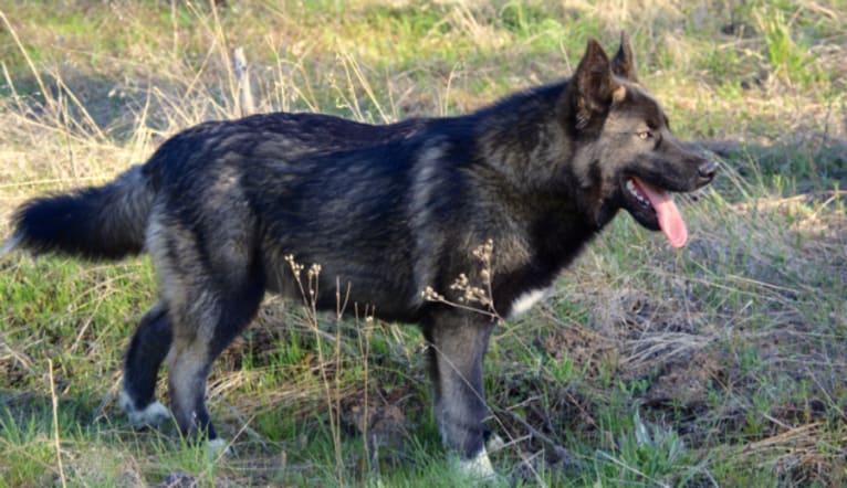 Stanley, a German Shepherd Dog and Alaskan Malamute mix tested with EmbarkVet.com