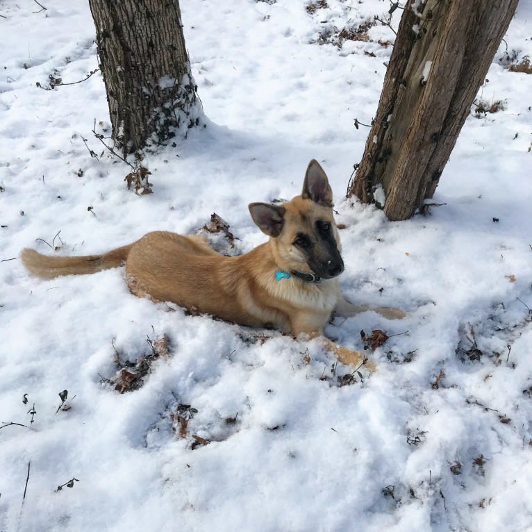 Echo, a German Shepherd Dog and Alaskan Malamute mix tested with EmbarkVet.com