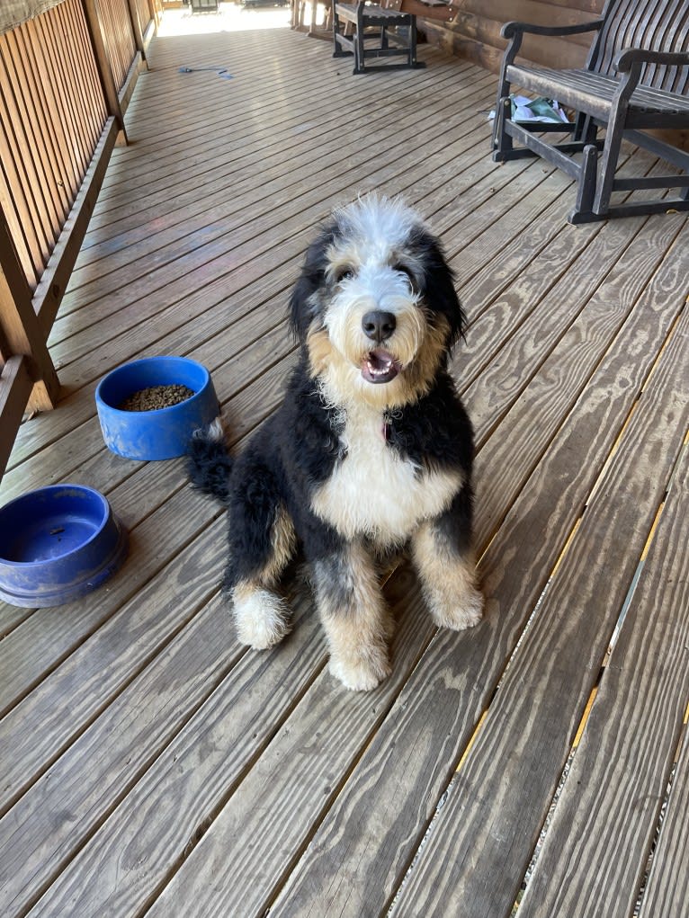 Tula, a Bernedoodle tested with EmbarkVet.com