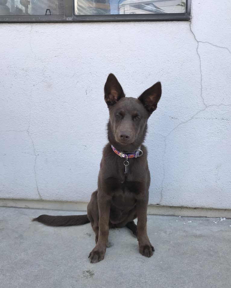 Hennessy, a Siberian Husky and Weimaraner mix tested with EmbarkVet.com