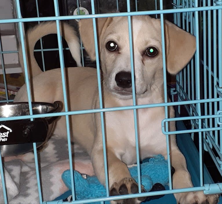 Minhyeok, a Chihuahua and Shih Tzu mix tested with EmbarkVet.com