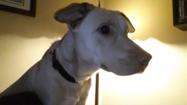 Sid, a Labrador Retriever and German Shepherd Dog mix tested with EmbarkVet.com