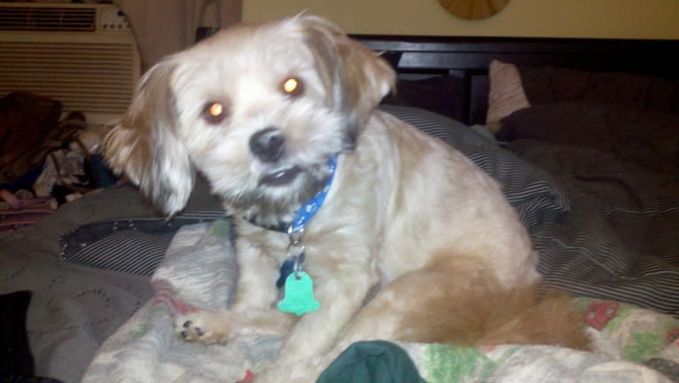 Roscoe, a Rat Terrier and Lhasa Apso mix tested with EmbarkVet.com