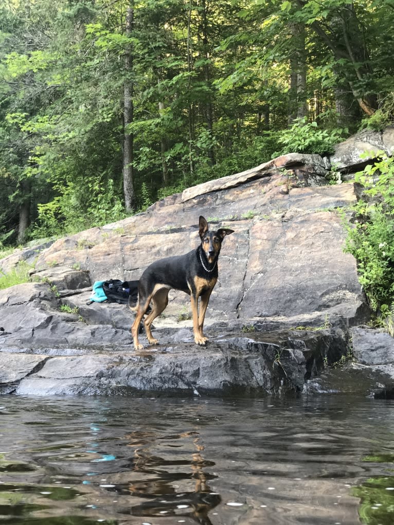 Sky, a Doberman Pinscher and German Shepherd Dog mix tested with EmbarkVet.com