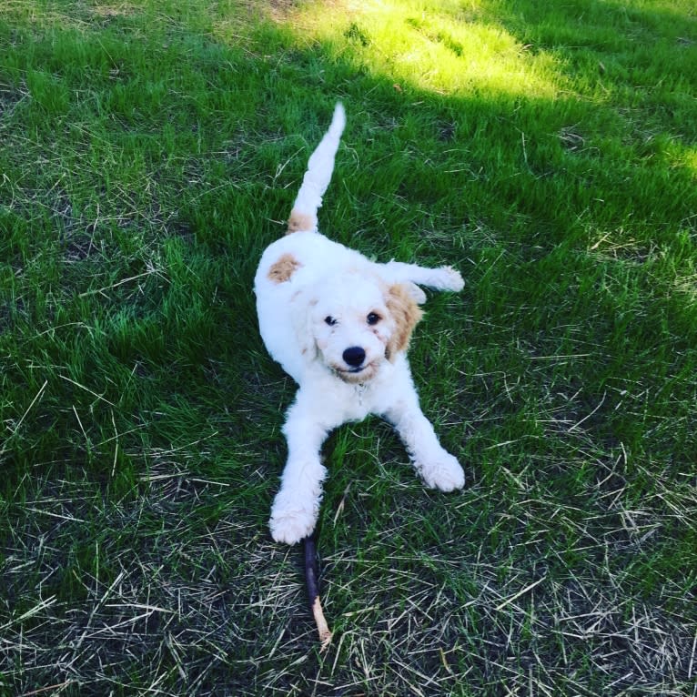 Twain, a Poodle (Small) and Cavalier King Charles Spaniel mix tested with EmbarkVet.com