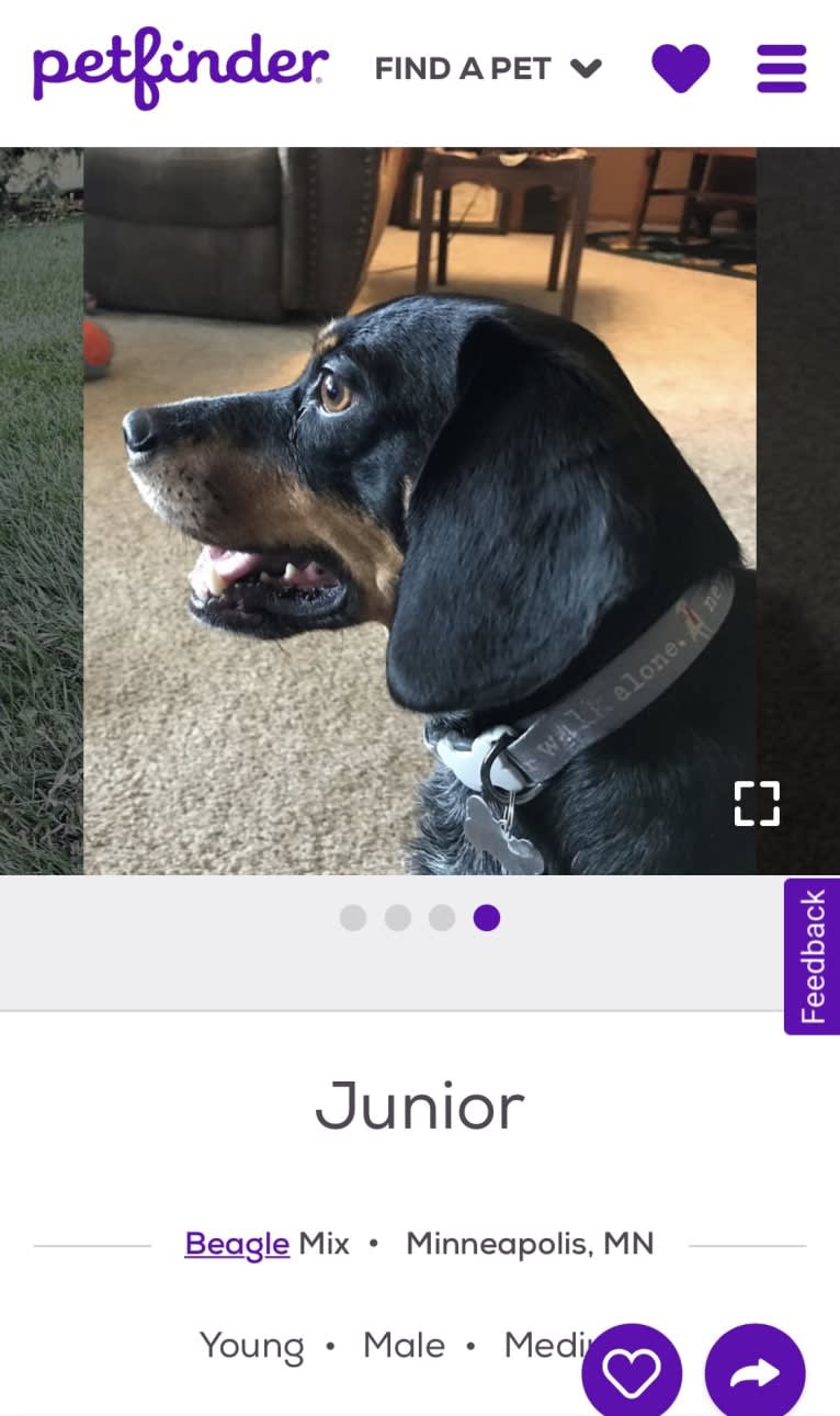 Junior, a Beagle tested with EmbarkVet.com