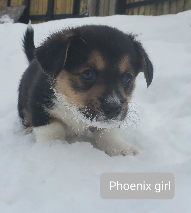 Aurora, a Pembroke Welsh Corgi and Miniature/MAS-type Australian Shepherd mix tested with EmbarkVet.com