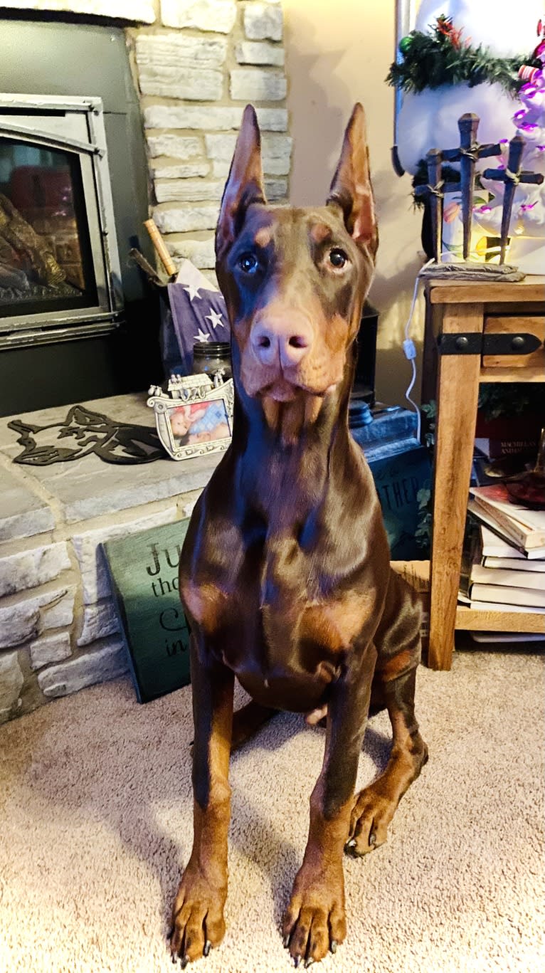 Han's Hatteras Sound, a Doberman Pinscher tested with EmbarkVet.com