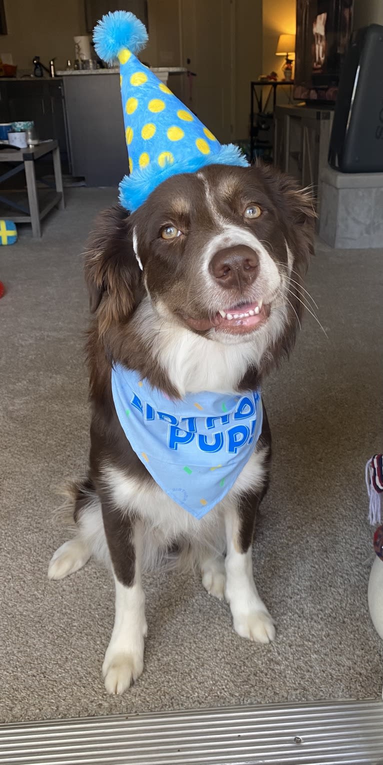 Hazelnut, a Border Collie and Siberian Husky mix tested with EmbarkVet.com