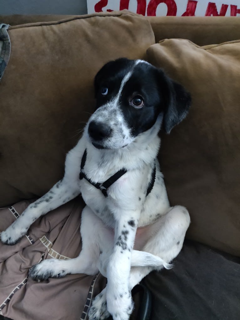 Grendel, a Great Pyrenees and American Pit Bull Terrier mix tested with EmbarkVet.com