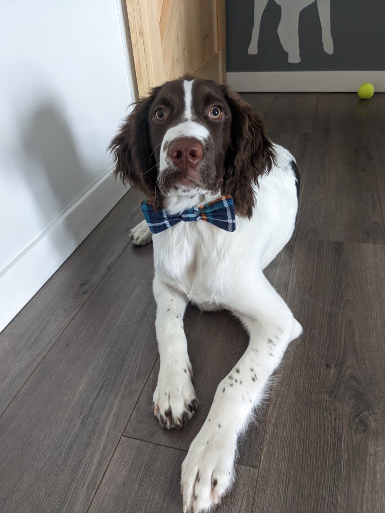 Alfie, an English Springer Spaniel tested with EmbarkVet.com