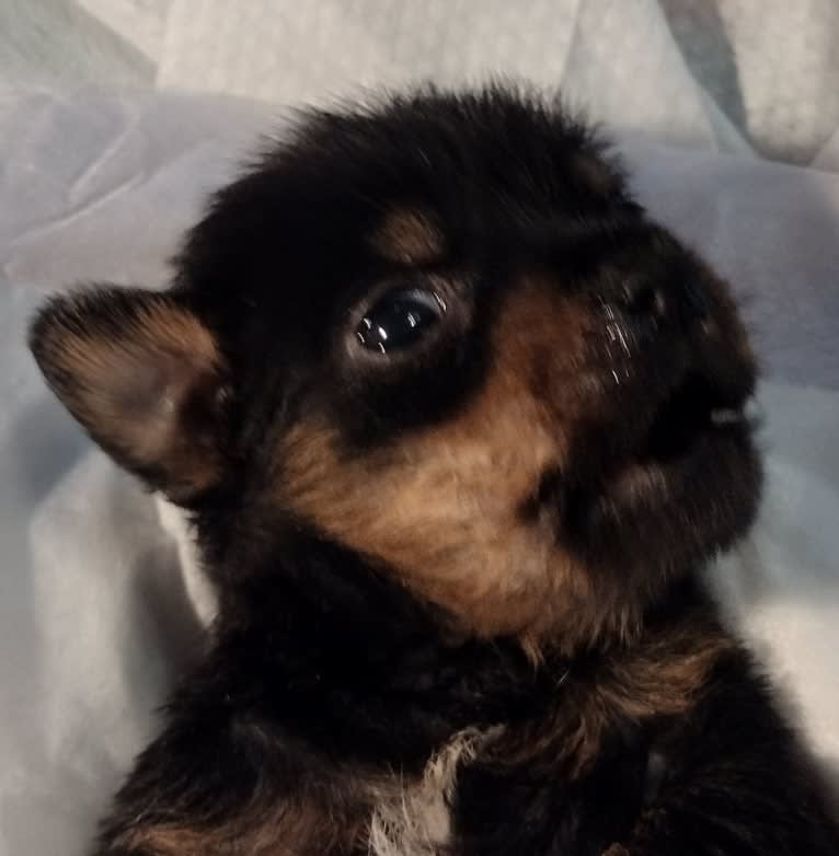 Saejin, a Chihuahua and Rat Terrier mix tested with EmbarkVet.com