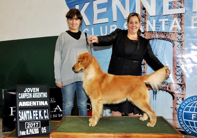 LIBERTY HENNA LISKA, a Golden Retriever tested with EmbarkVet.com