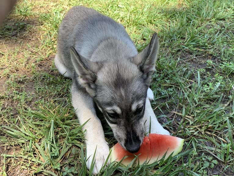 KAI, a Siberian Husky and Alaskan Malamute mix tested with EmbarkVet.com