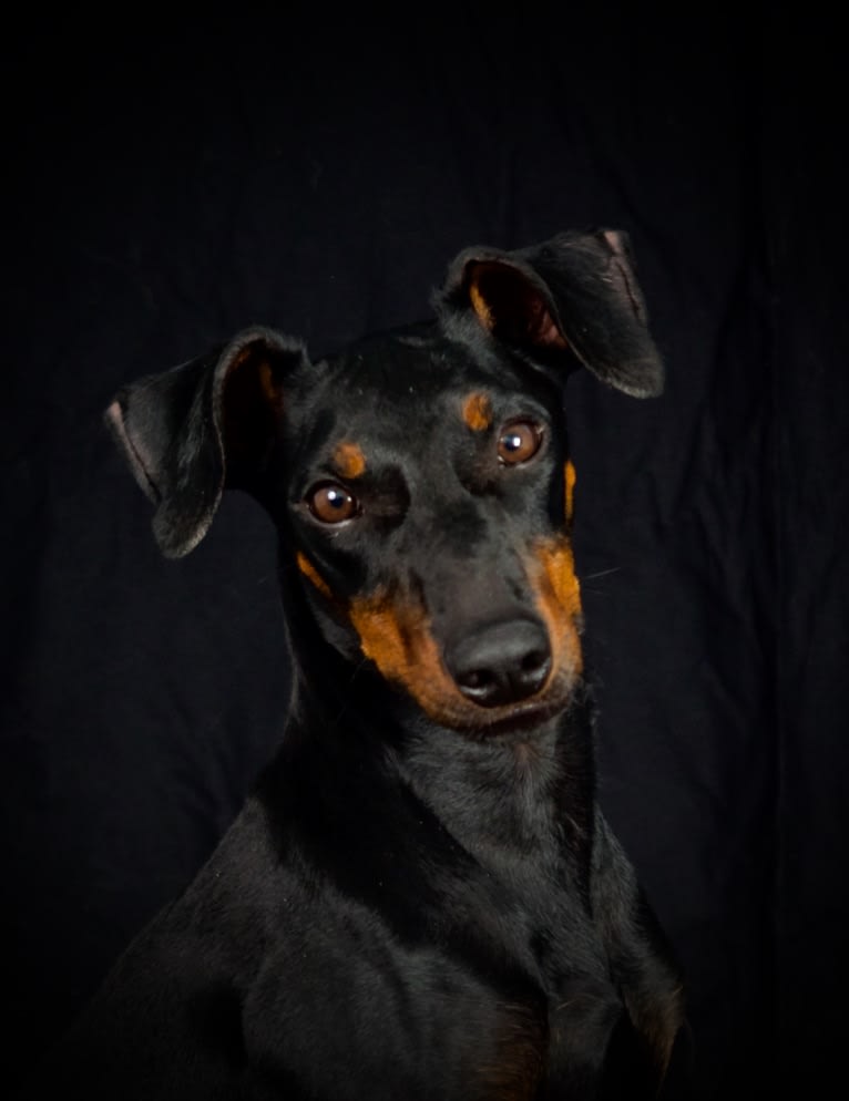 Basil, a Manchester Terrier (Toy) and Russell-type Terrier mix tested with EmbarkVet.com